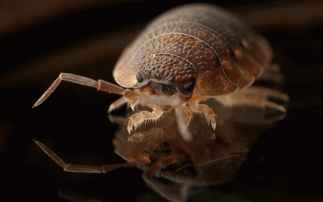 Problem with Bed Bugs in Hotels Affecting Vacationers
