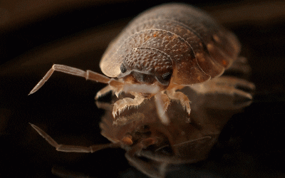 10 Ways To Check Your Hotel and Airbnb For Bed Bugs
