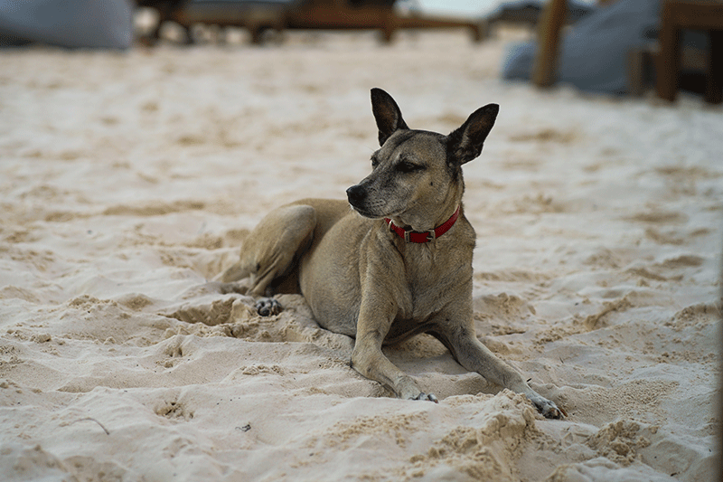 beach dog at ahau tulum