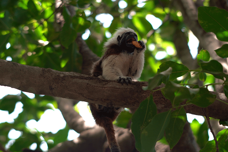 see monkeys in cartagena colombia